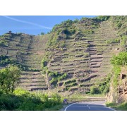 Vin-terrasser i vinområdet Ahr