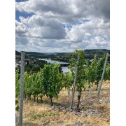 Stejle skifferskråninger  i vinområdet Mosel
