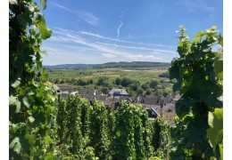 Skøn sommertur til 5 tyske vinområder!